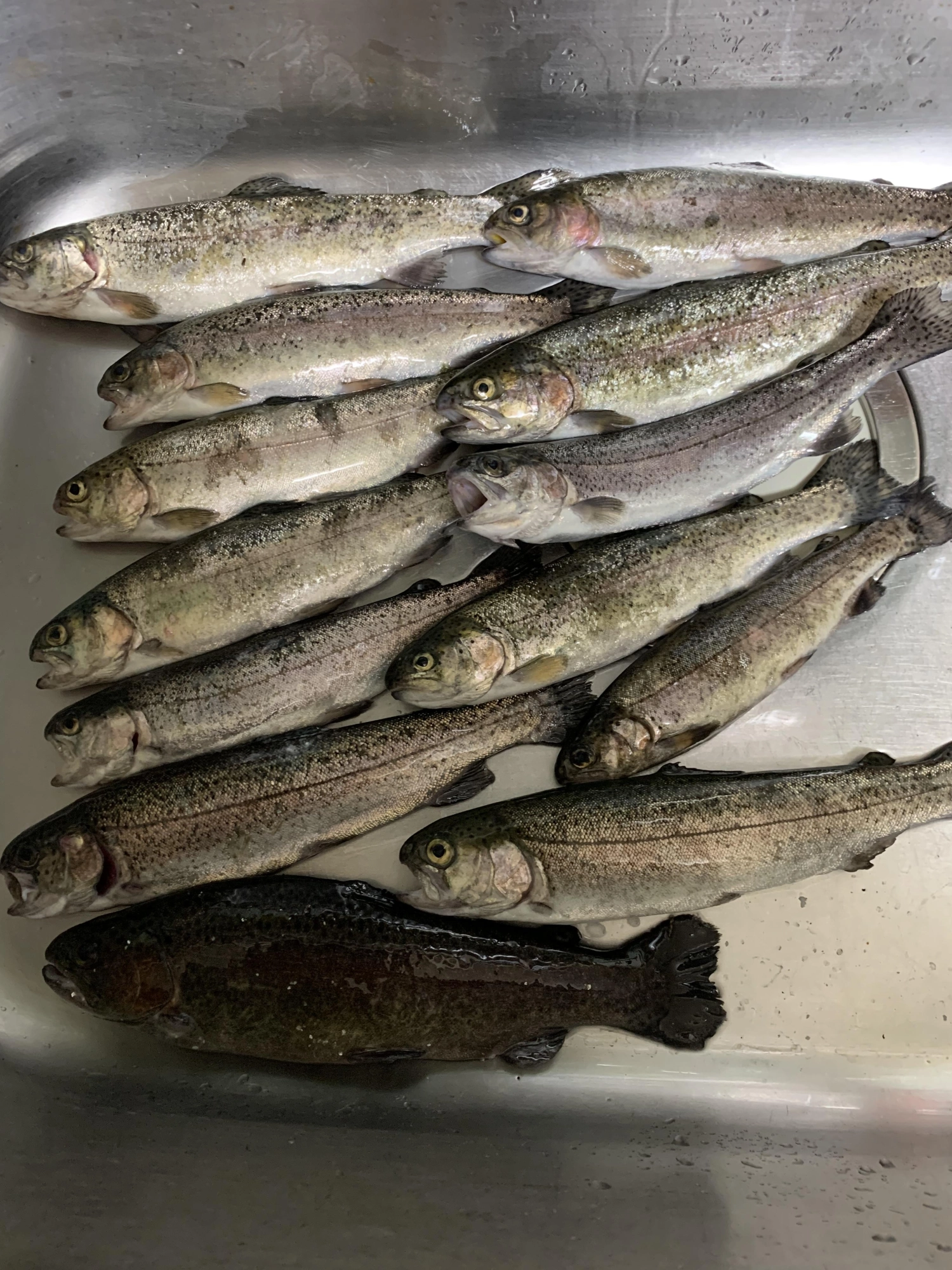 午前中は練り餌、午後からはブドウ虫やミミズ