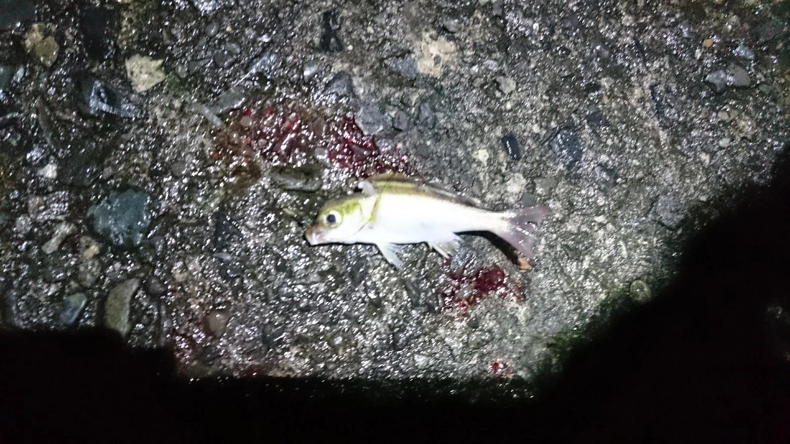 いつもと違う位置でやったせいか、コマセ無し投げサビキで鯵は釣れずウリンボのみでした。泳がせは無反応で帰り際に齧られていることを確認しました。