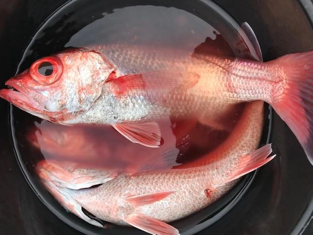 ライトラインの釣りは楽ですよ♪