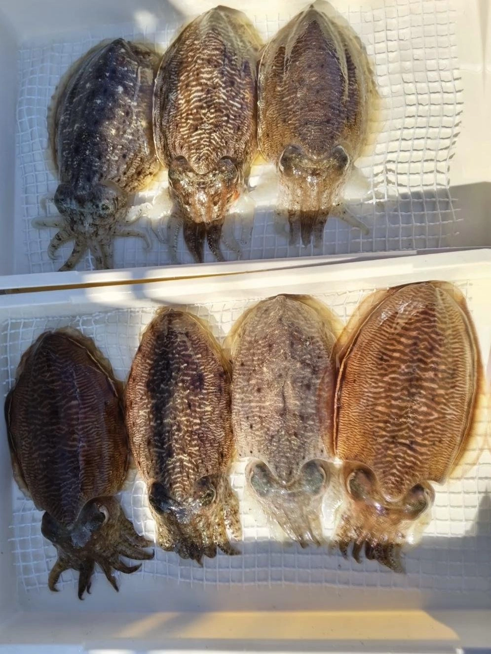 コウイカがカンナに掛かった時は気持ちいいねッ(о´∀`о)