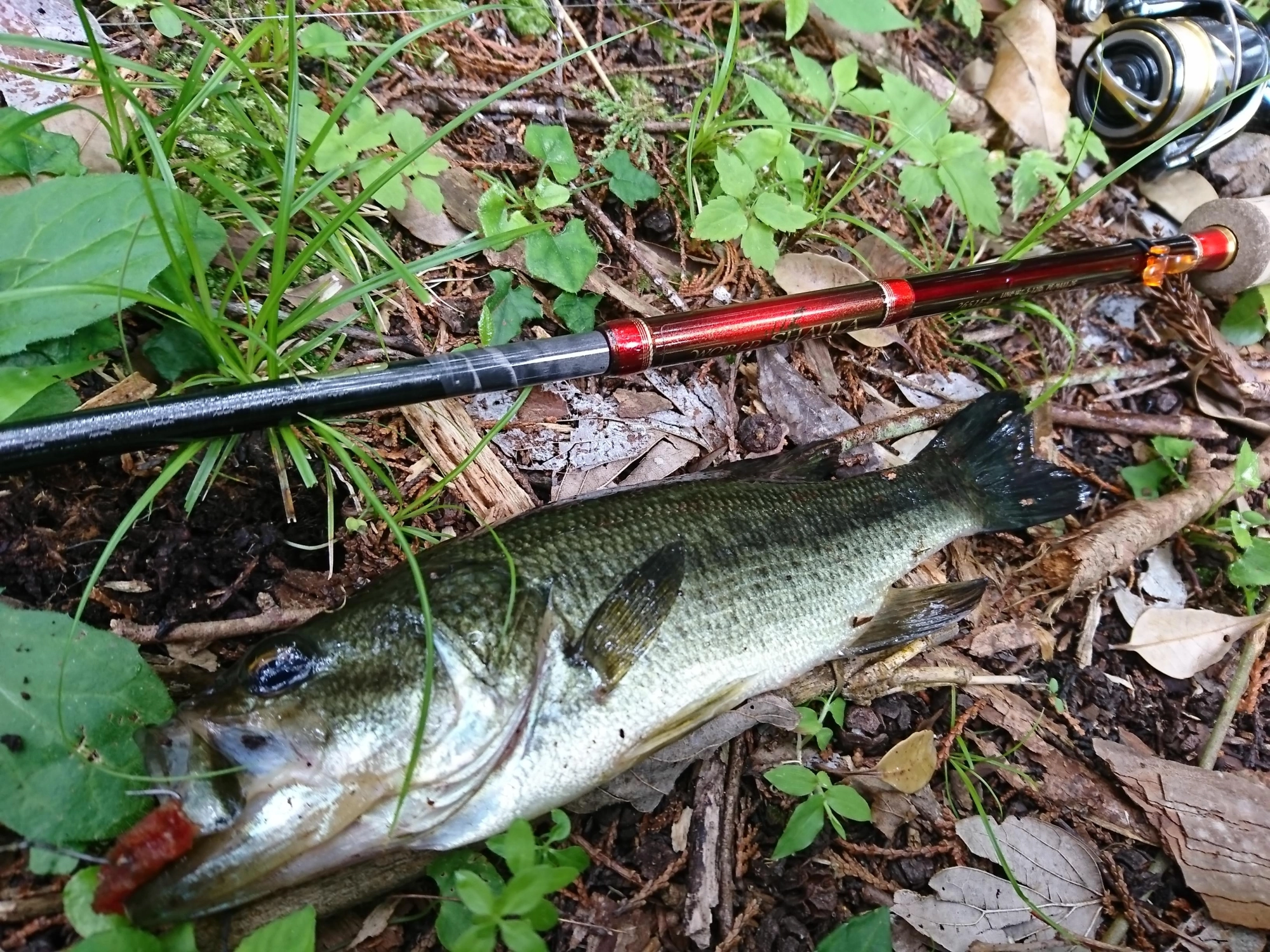 この日のブラックバスは全部赤いポークで釣れました！