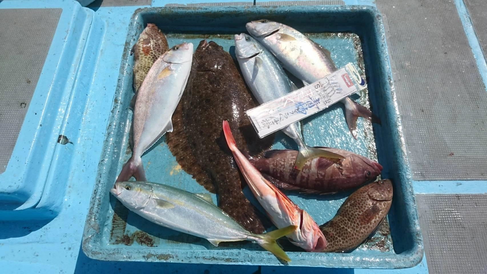 船中ではジギングとたて釣りで青物やヒラメ、根魚といろいろ釣れました♪