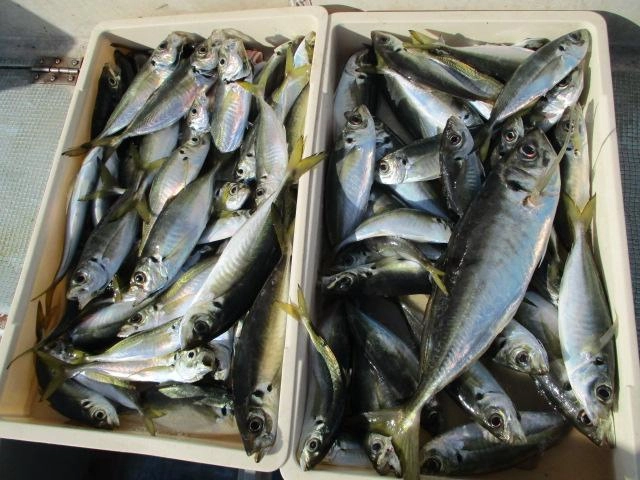どデカマアジ混じりにド大漁でしたよッ(о´∀`о)