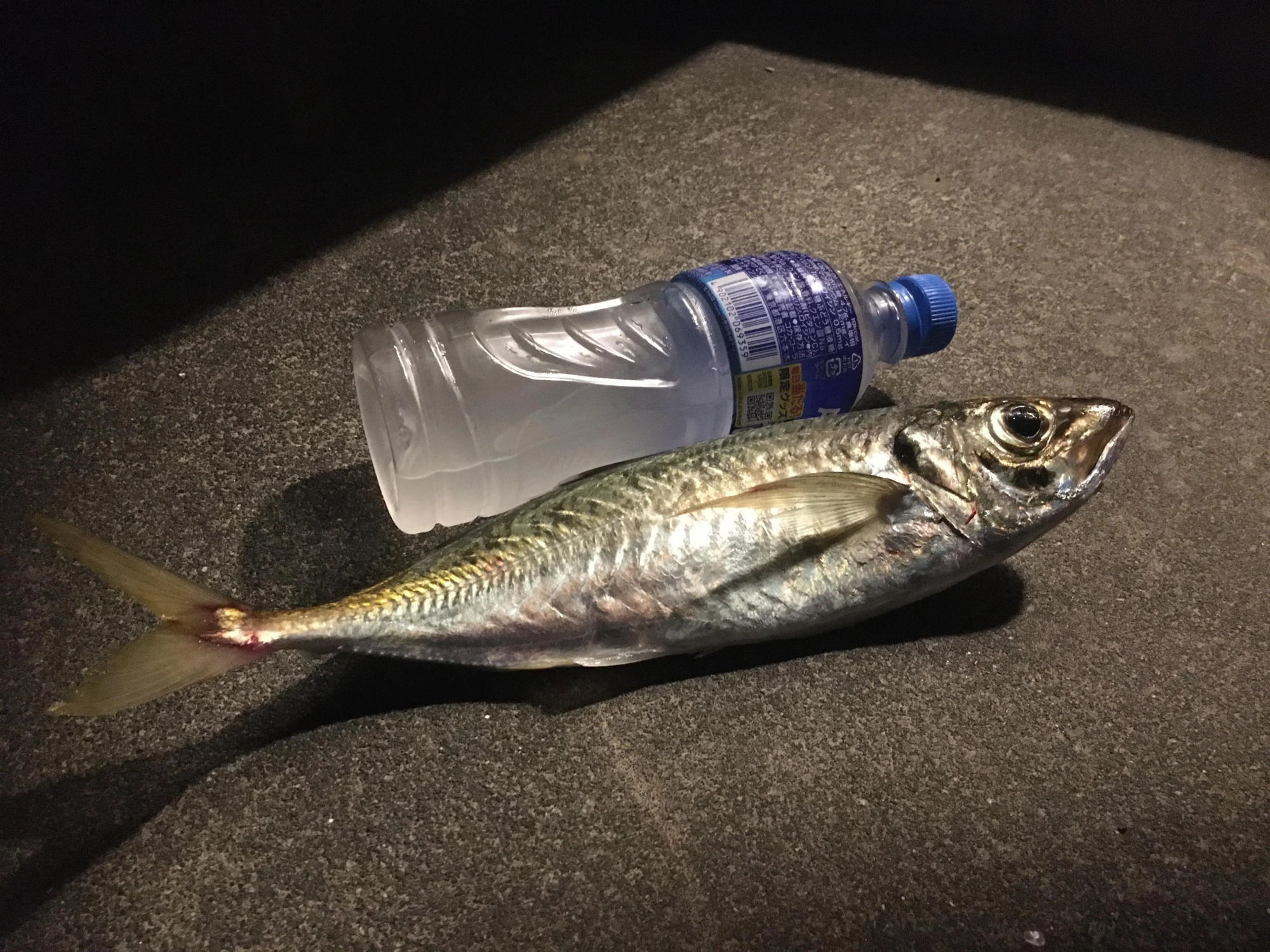 同じ個体大きさ比較用