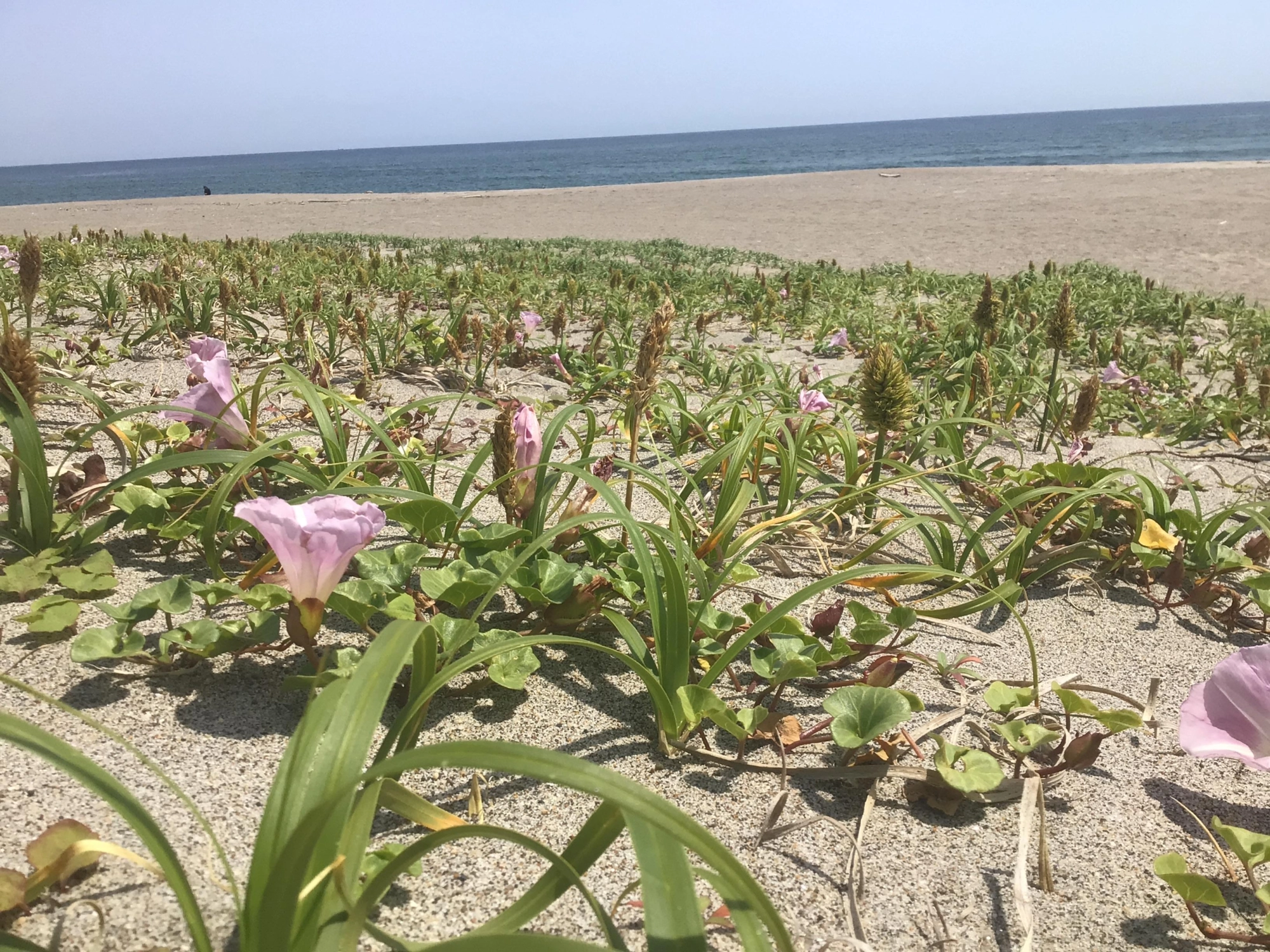 浜は春満開デス❗️