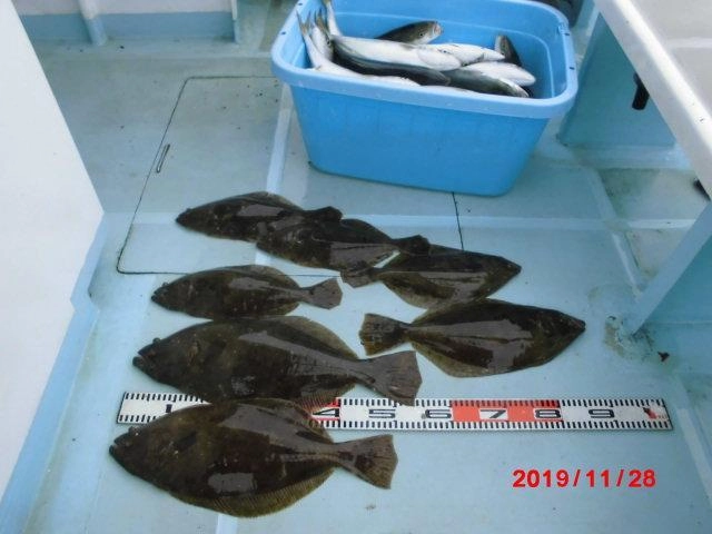 反対側の釣果ですがプリっぷりのツバスハマチがオケに⑧割以上 釣れちゃうッ(ﾟ∀ﾟ)