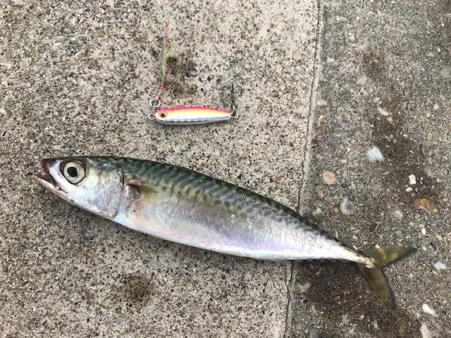 昨日は夕方サバが釣れました！