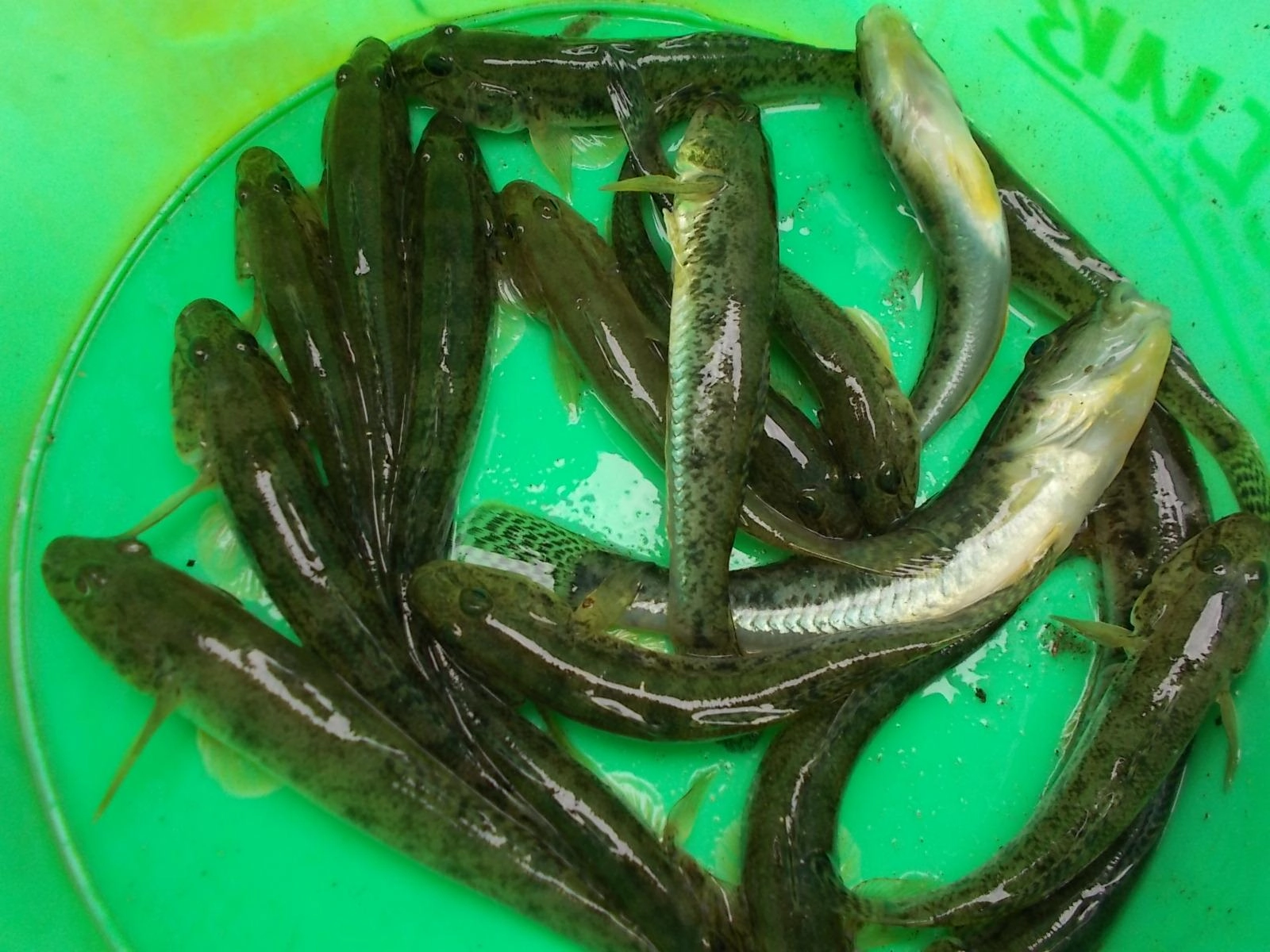 1時間ほどの釣果でしたがアタリも多かったです。
