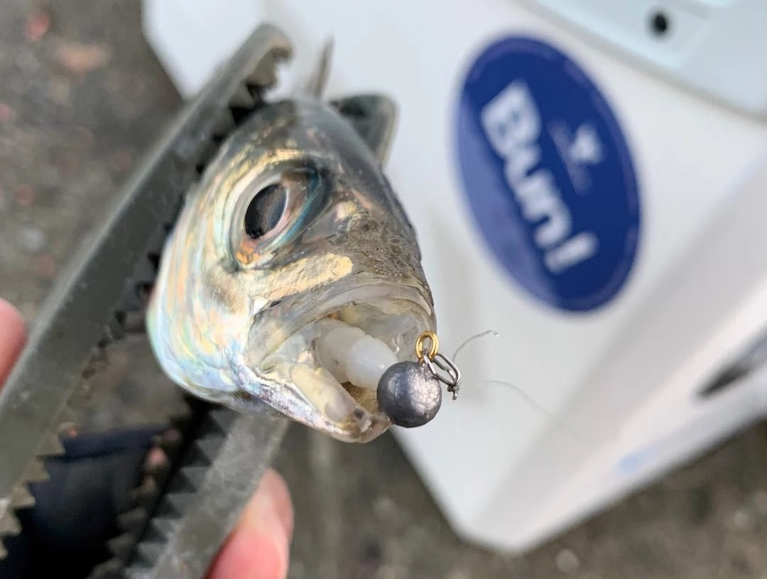 実はデイアジングでも釣れています！風が強いときはＭキャロなどを使って遠投すると◎