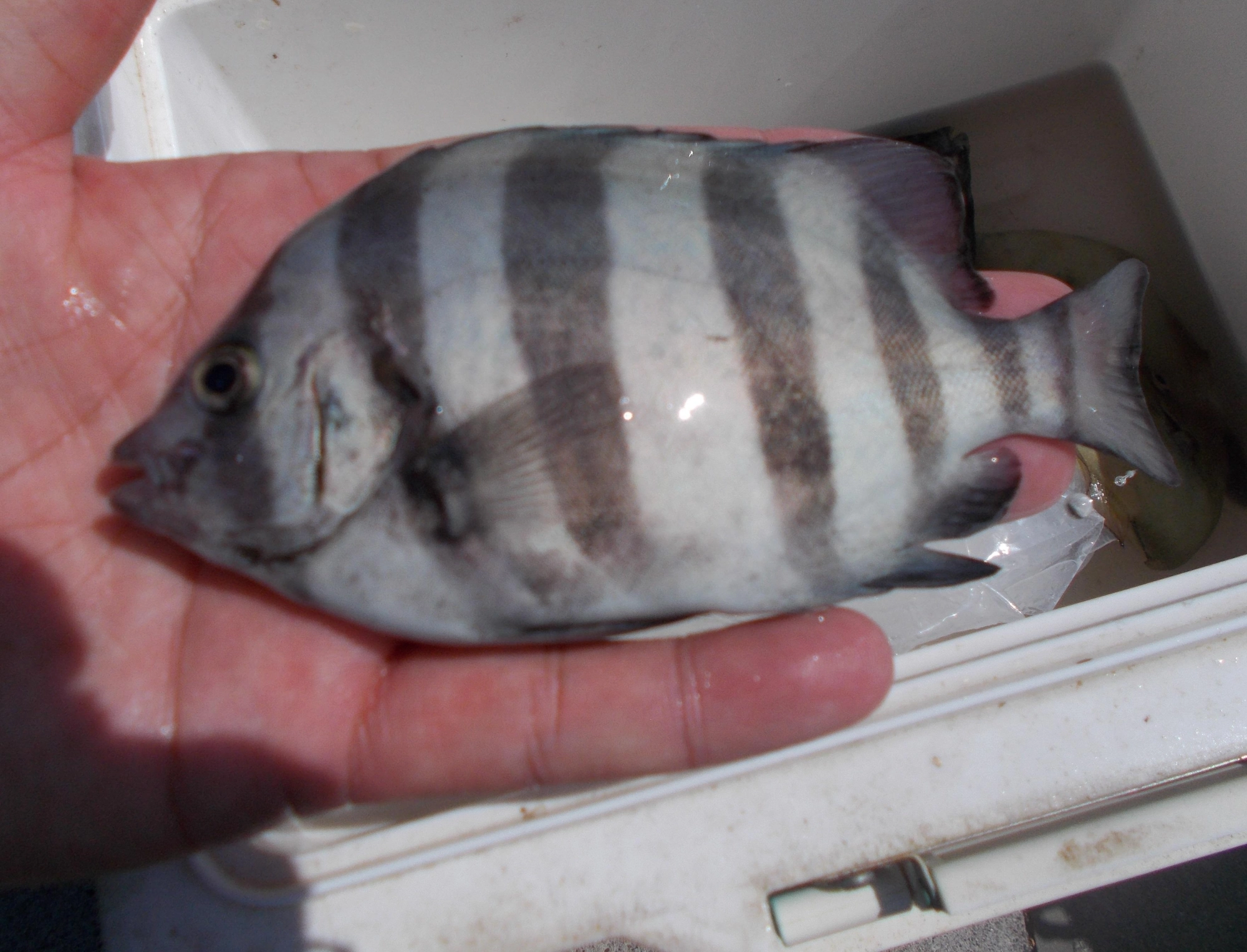 この位のサンバソウ（イシダイ）が何匹か釣れました。特大サイズも掛かりましたが惜しくも針を伸ばされてしまいました。