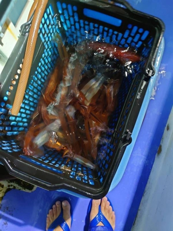 今後の釣果に期待したいです！