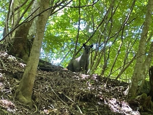 釣行中にカモシカと遭遇。
大自然の中、釣りを満喫しました！