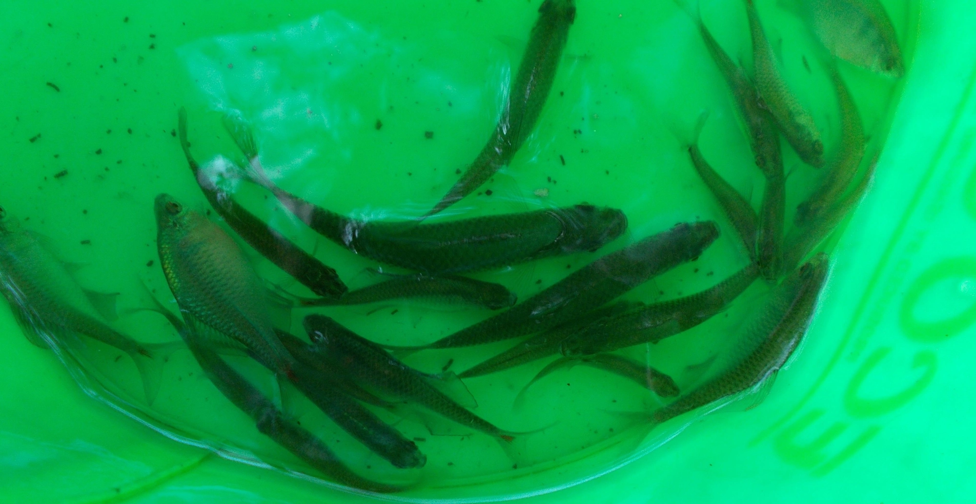 短時間の釣行でしたが、モツゴ、オイカワなども混ざって楽しめました。