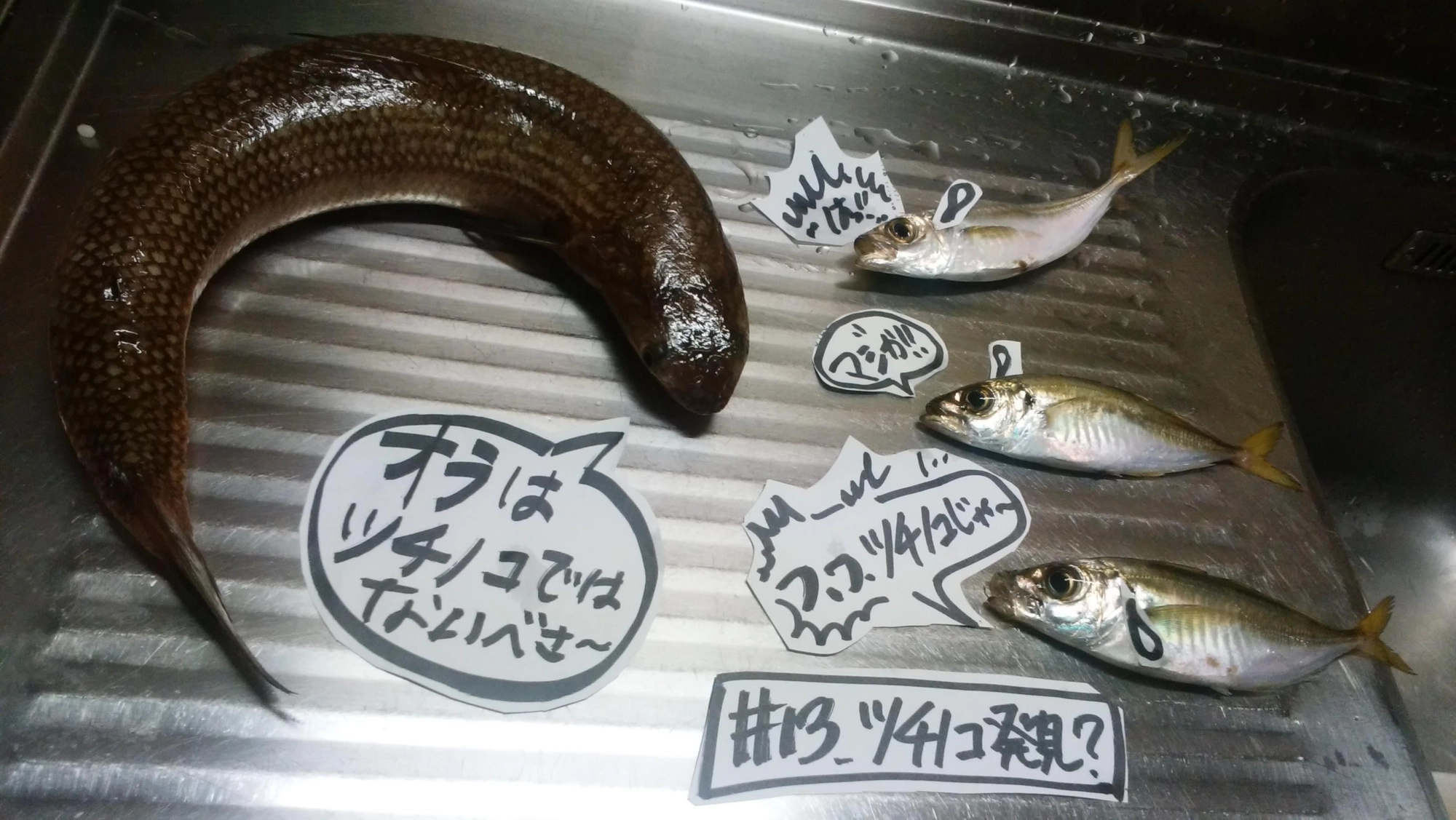 ツチノコ発見！