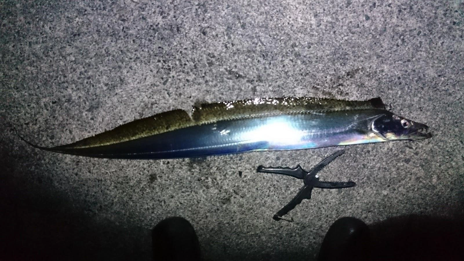 泳がせの竿間隔が短かったため、真鯵の泳がせは絡んでしまい鯵死亡。青鯵に変えて投入後すぐに太刀魚ヒットでした。合わせが決まりロデオ針数本が口外に刺さったため、抜き上げでバラスことなく取れました。