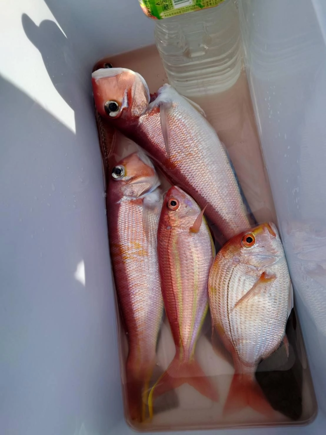 アマダイ以外の赤い魚たちも身に厚みがあってとても美味しそうでした！