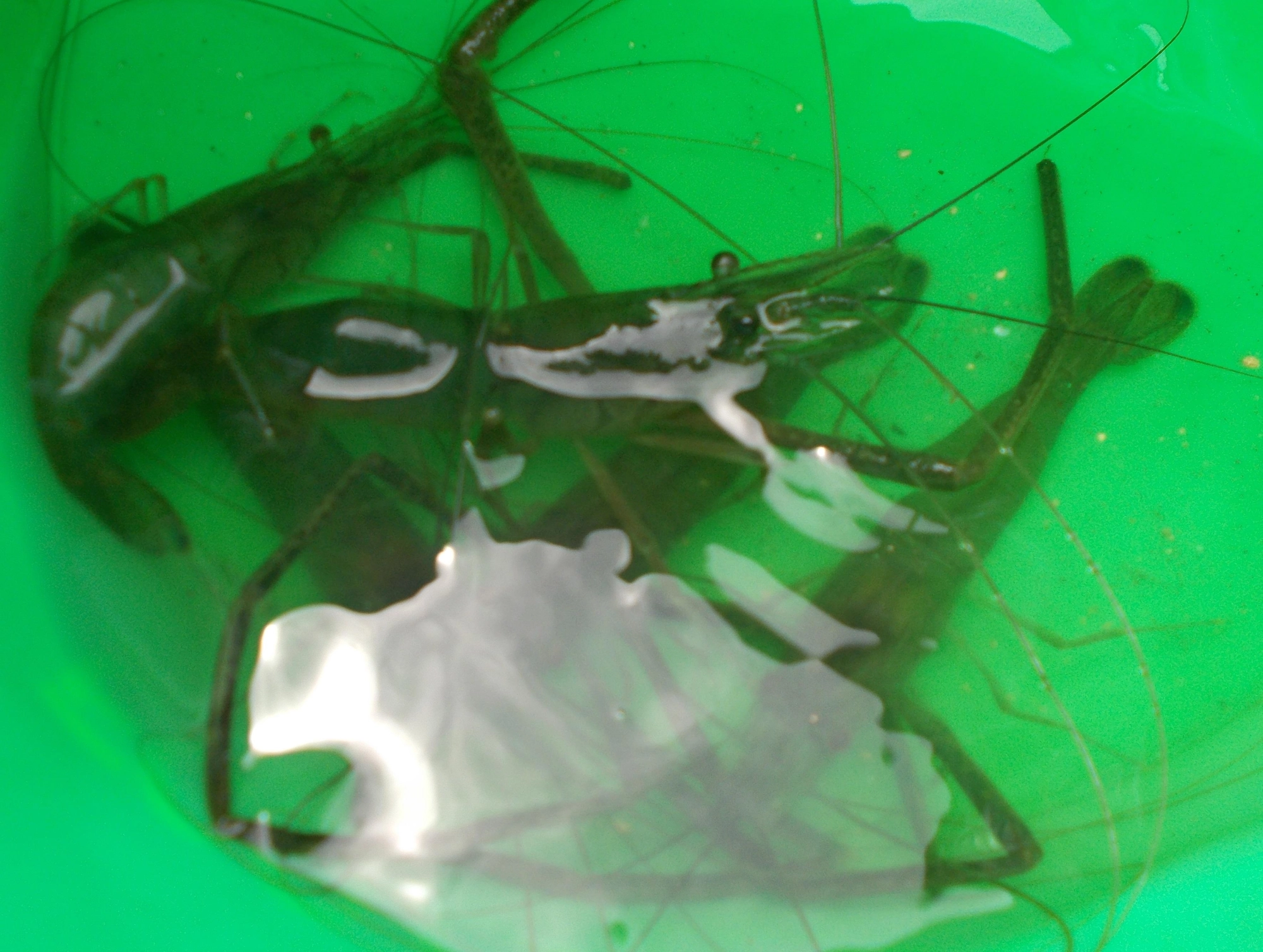 大き目のエビが多かったです。抱卵エビは釣れても逃がしてあげてください。
