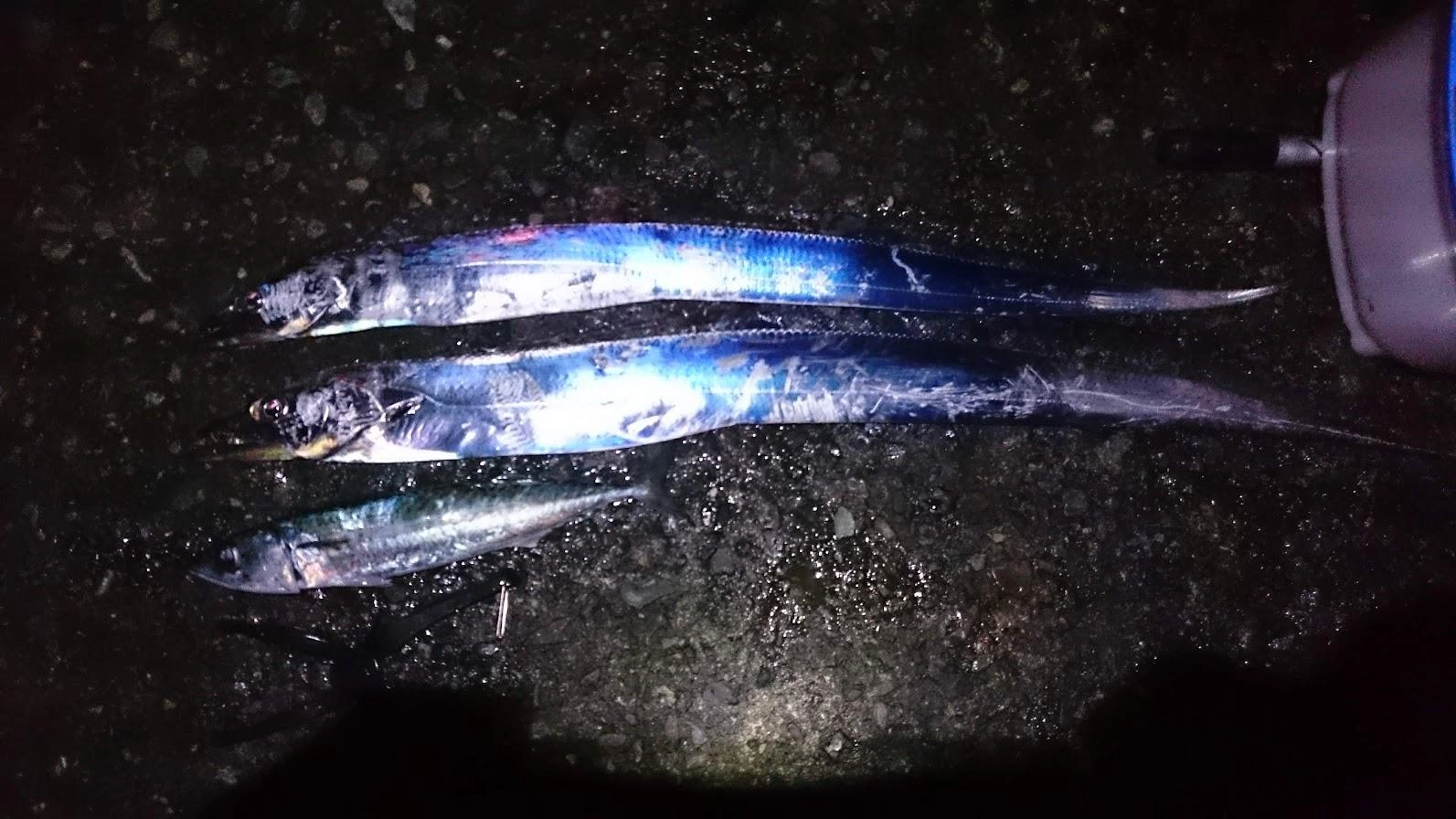 雨の隙間の短時間釣行で、前の残りで再冷凍によってくたくたでしおしおの冷凍バルト海いわしでテンヤしました。意外にアタリが普通にあり、テンポよく釣り上げるも餌が尽き、寒さに負けて早々に撤収しました。たぶん、鯖の切り身でやればまだ釣れそうな活性具合でした。