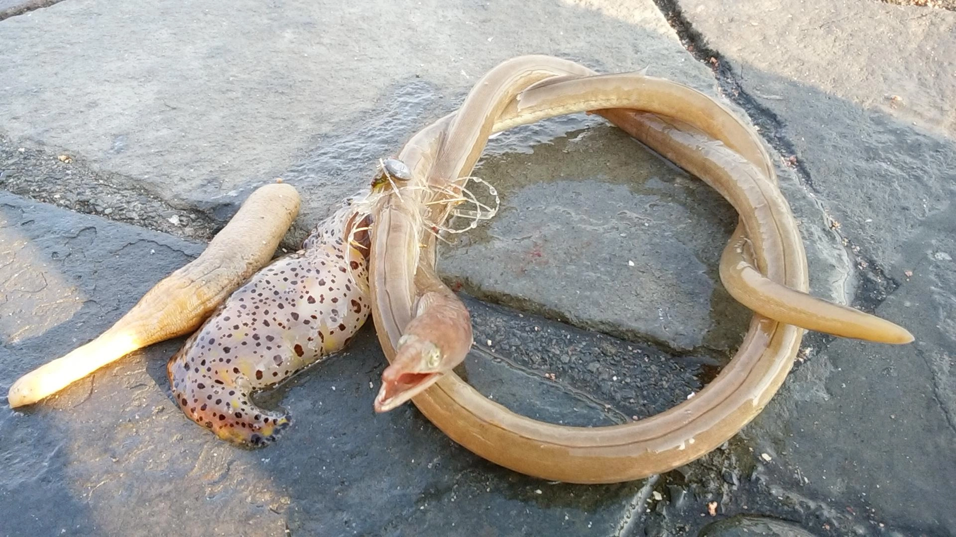 ウミヘビの回転で仕掛けが死んだ(￣。￣;)