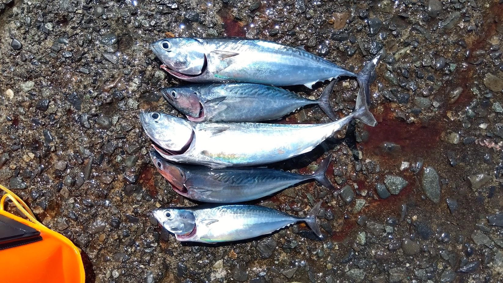 最近投稿してないですが、ソウダガツオは釣れてます
夕方は厳しいですが朝からお昼くらいなら、自作サビキで坊主無しです
たぶんこれが沢山居すぎて鯵、鰯やカマスが渋いのじゃないかと思います