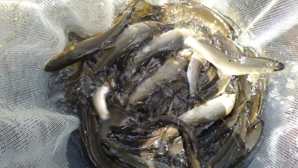 11時半までの釣果、54匹です♪