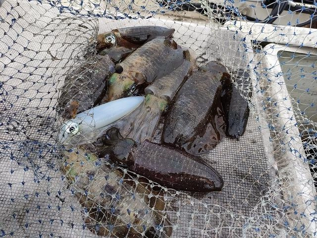 私の釣果の一部です