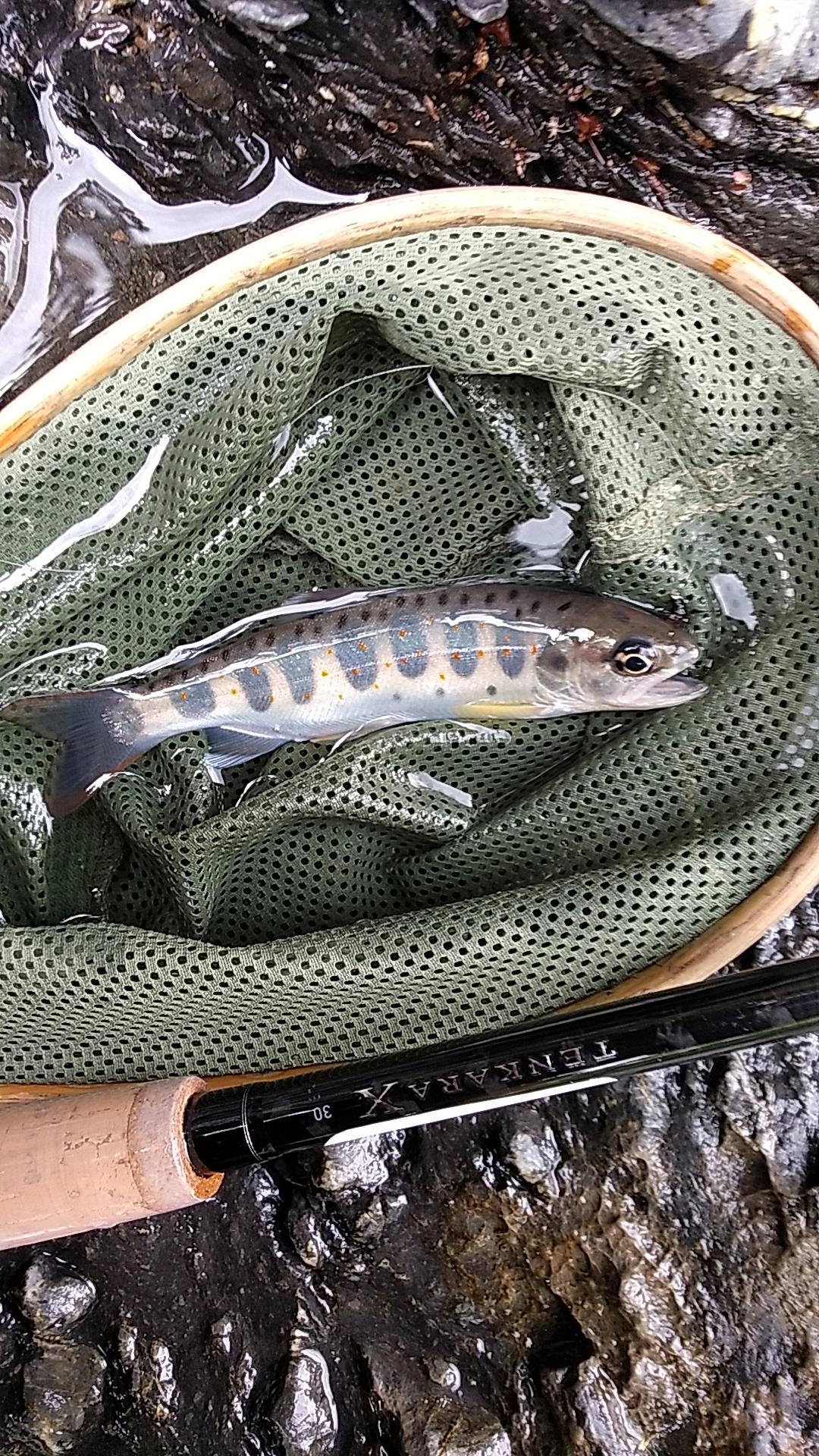昼間に釣れた綺麗なアマゴ