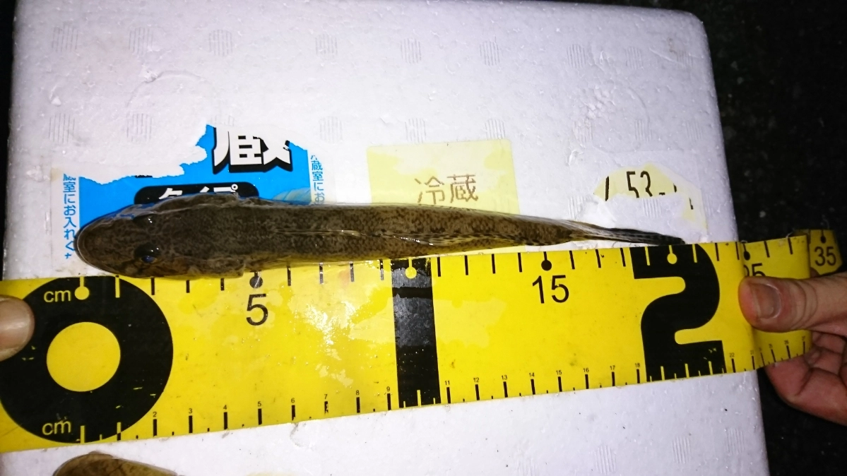今なら20センチ超えの良型も狙えます！