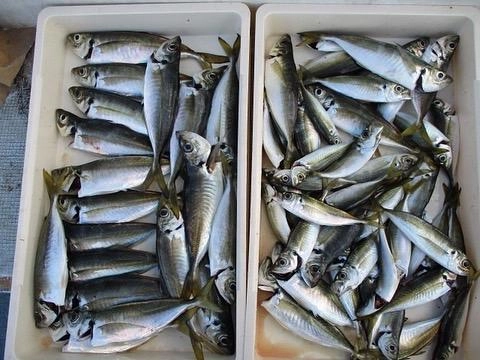 手軽に釣れる『サビキ五目釣り』はいかがですかぁ〜(о´∀`о)⁈