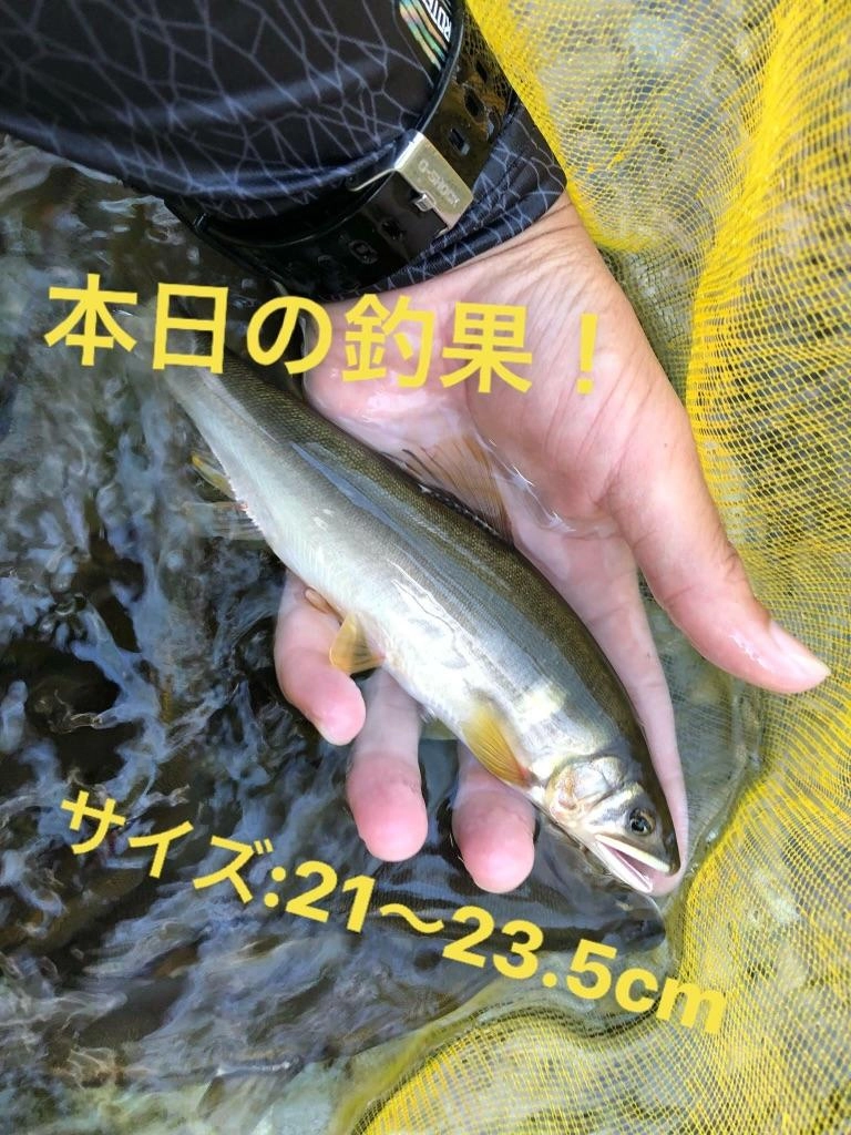 平均サイズも大きかったです。
