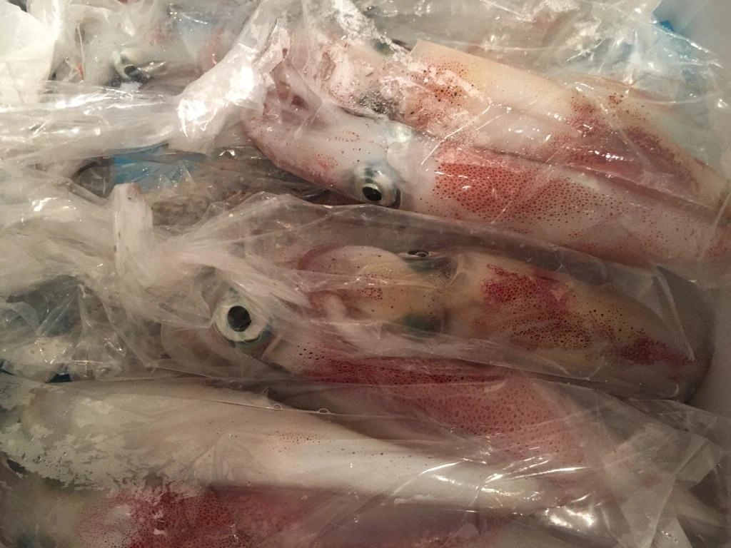 夜の部ではメタルスッテでマイカ釣れてますよ。