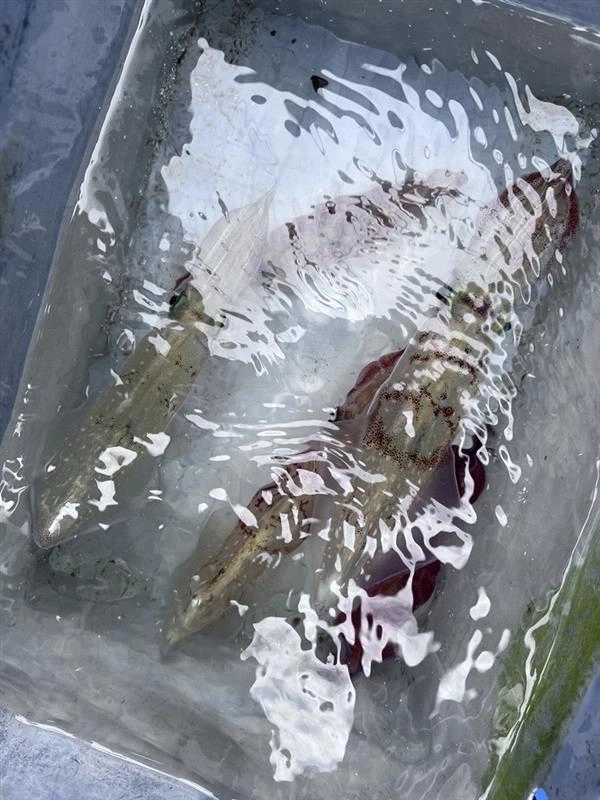 マルイカは身が柔らかくてとても美味しいイカです！この日初めてマルイカ釣りをやられた方も３杯の釣果がありました！
