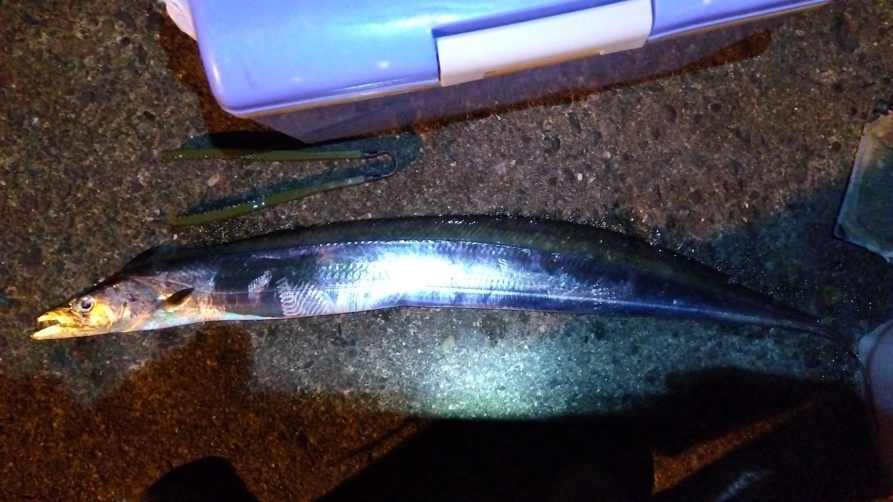 2バイト１ゲット
ラスト１投で２匹目掛かるも足元ポロリでした