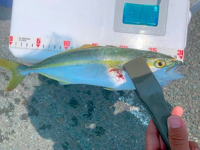 ３０ｃｍ近くあると引きも面白いですね！