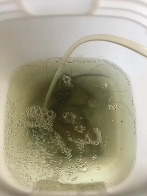 エビはこのように活かして半日以上置いておくと泥などを吐き出します。