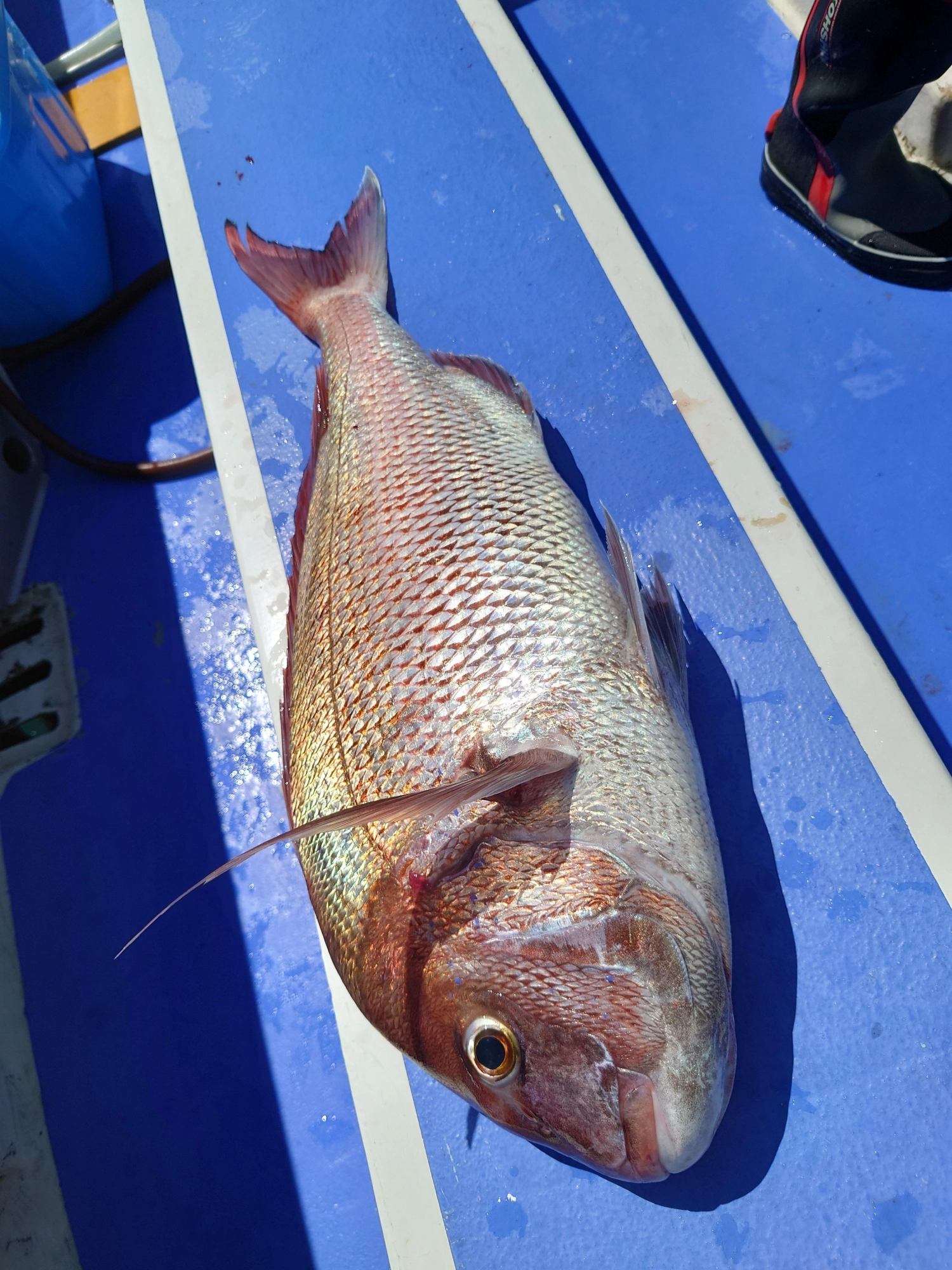 最大で4㎏弱の大型マダイの釣果もありました！引きが強烈なので針が伸ばされないようにしましょう。