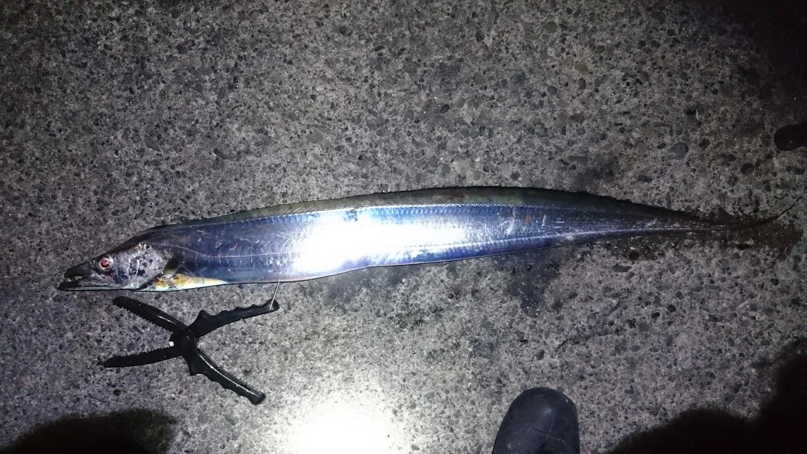 １バラシしましたが、巻き上げ途中で口切れだと思います。まあ冬の太刀魚のなので１匹つれれば十分です。