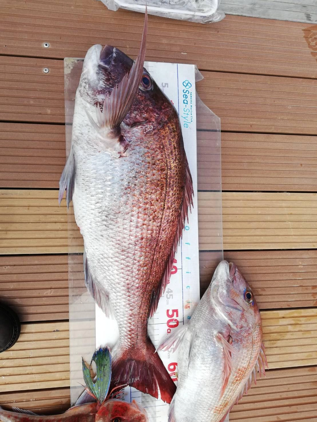 船中３匹ヒット！３匹ともタイラバで釣れたようです！