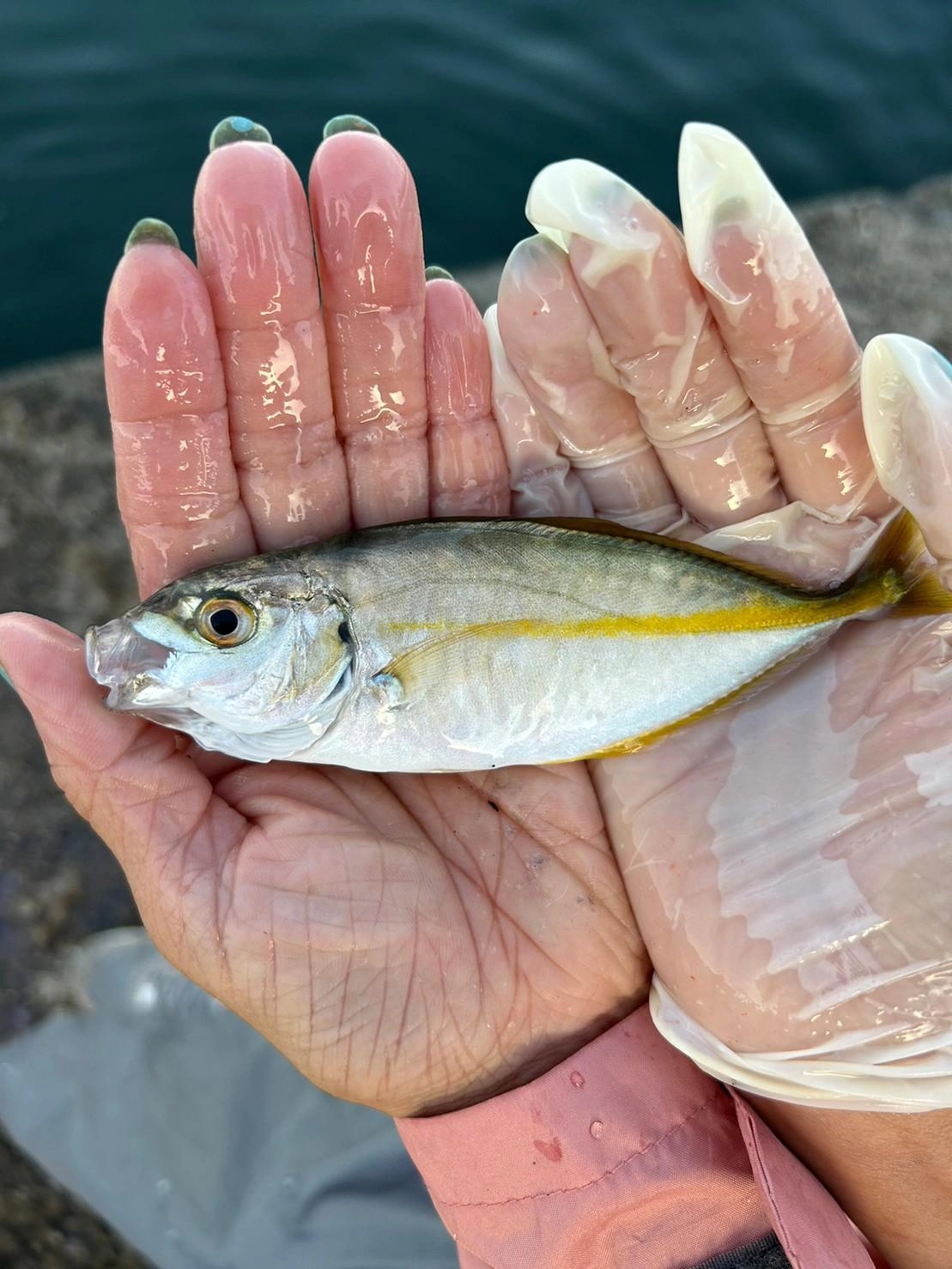 大きいアジが釣れた〜！と思ったら、まさかの高級シマアジでしたぁ