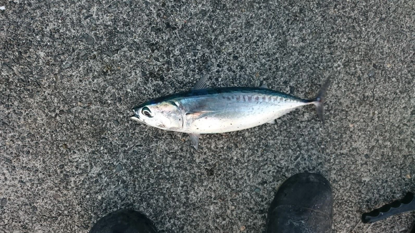４号のハリス0.6号サビキなので、このサイズのソウダガツオや中鯖がかかると厄介です。なんとか抜き上げましたが、鯵狙いとしては来てほしくない獲物でした。