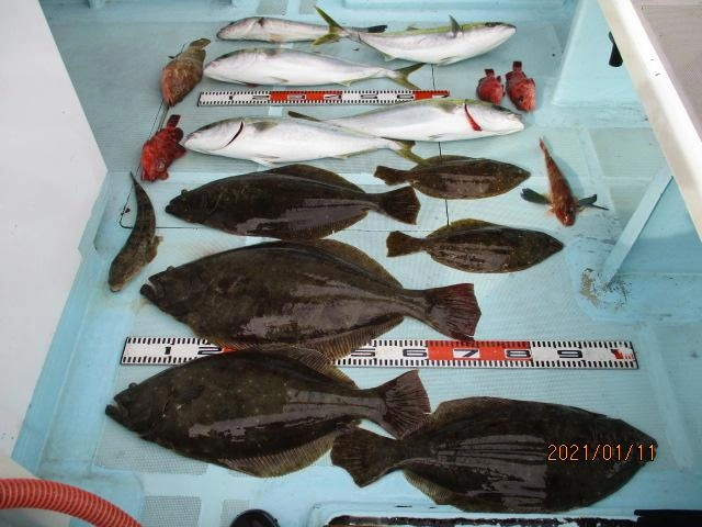 全体釣果、肉厚寒ビラメ、ワラサ、セイゴ、マゴチ、キジハタ、ホウボウ、カサゴッ(^-^)