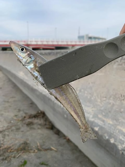 浜名湖内キスまだまだいけます！！