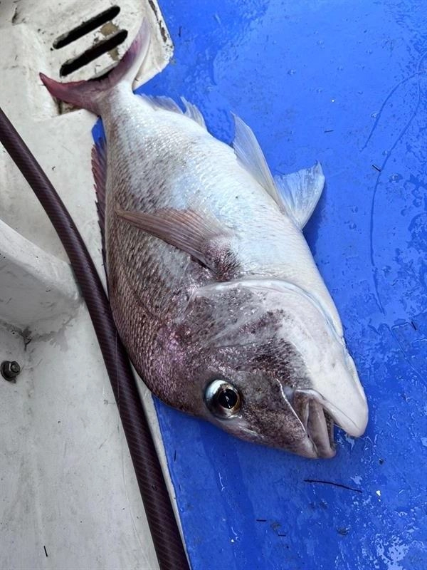 最大で2.72kgのマダイを釣ることができました！