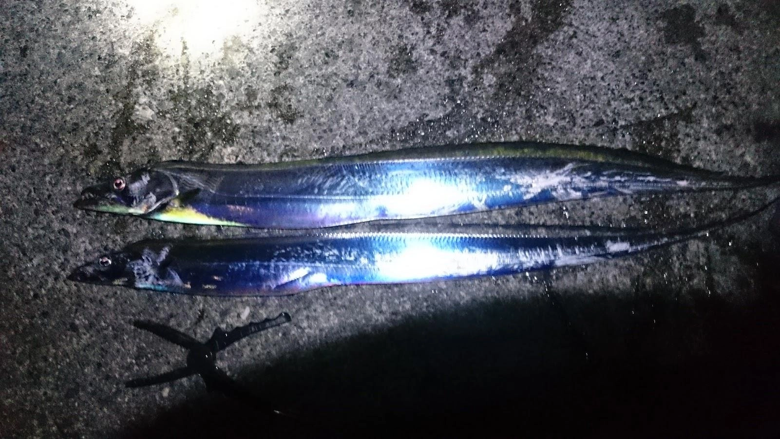 テンヤを変えてからバラシがかなり減りました。今回も２バイトとアタリは少ないですが、しっかり深く貫通して絶対バレないような掛かりでした。