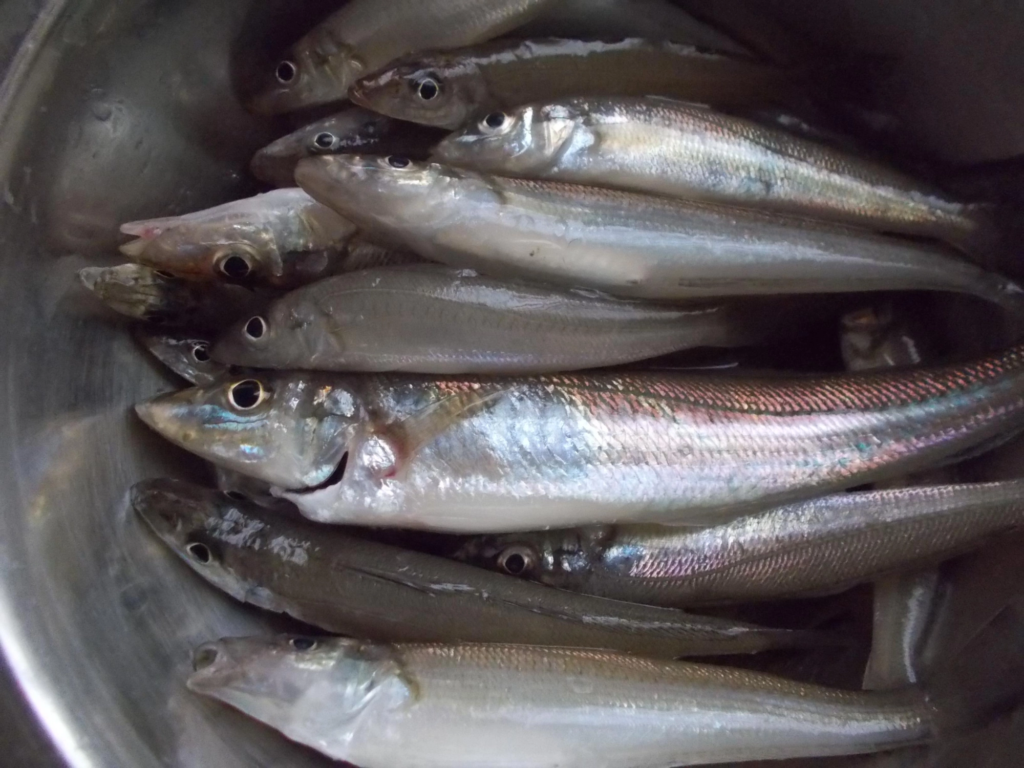 何か所か回っての釣果ですがまだまだ浜名湖キス釣れますよ～♪