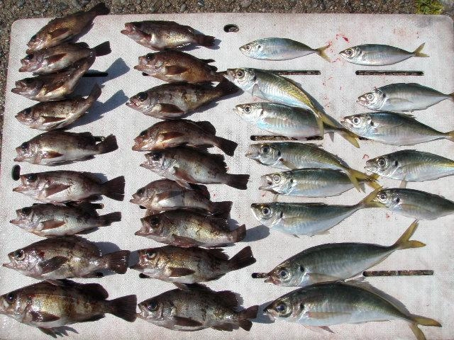 良型も釣れて大満足でした。