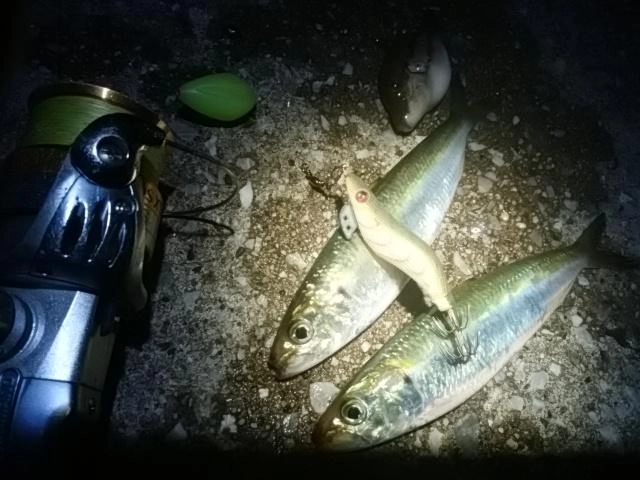 エギング不発。