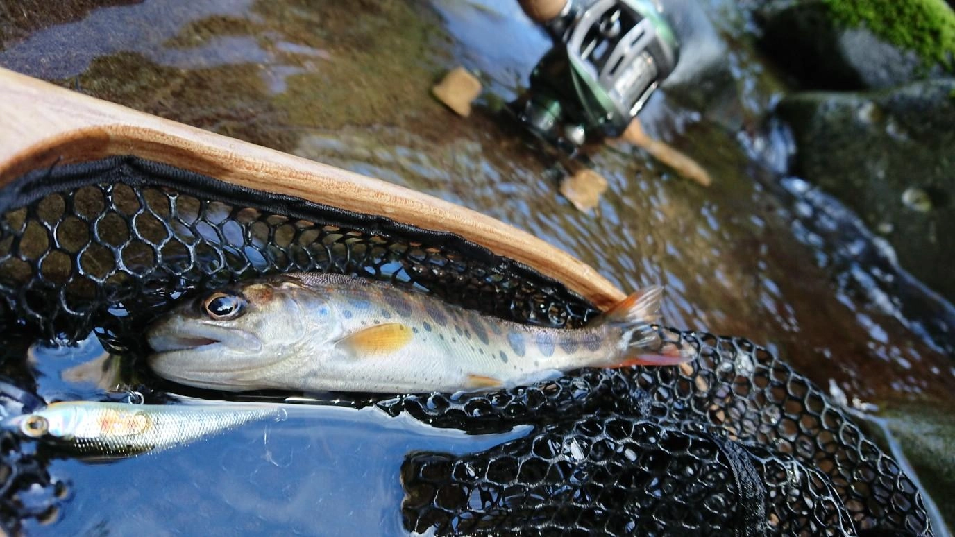上流に行くにつれ魚影が濃くなりました！