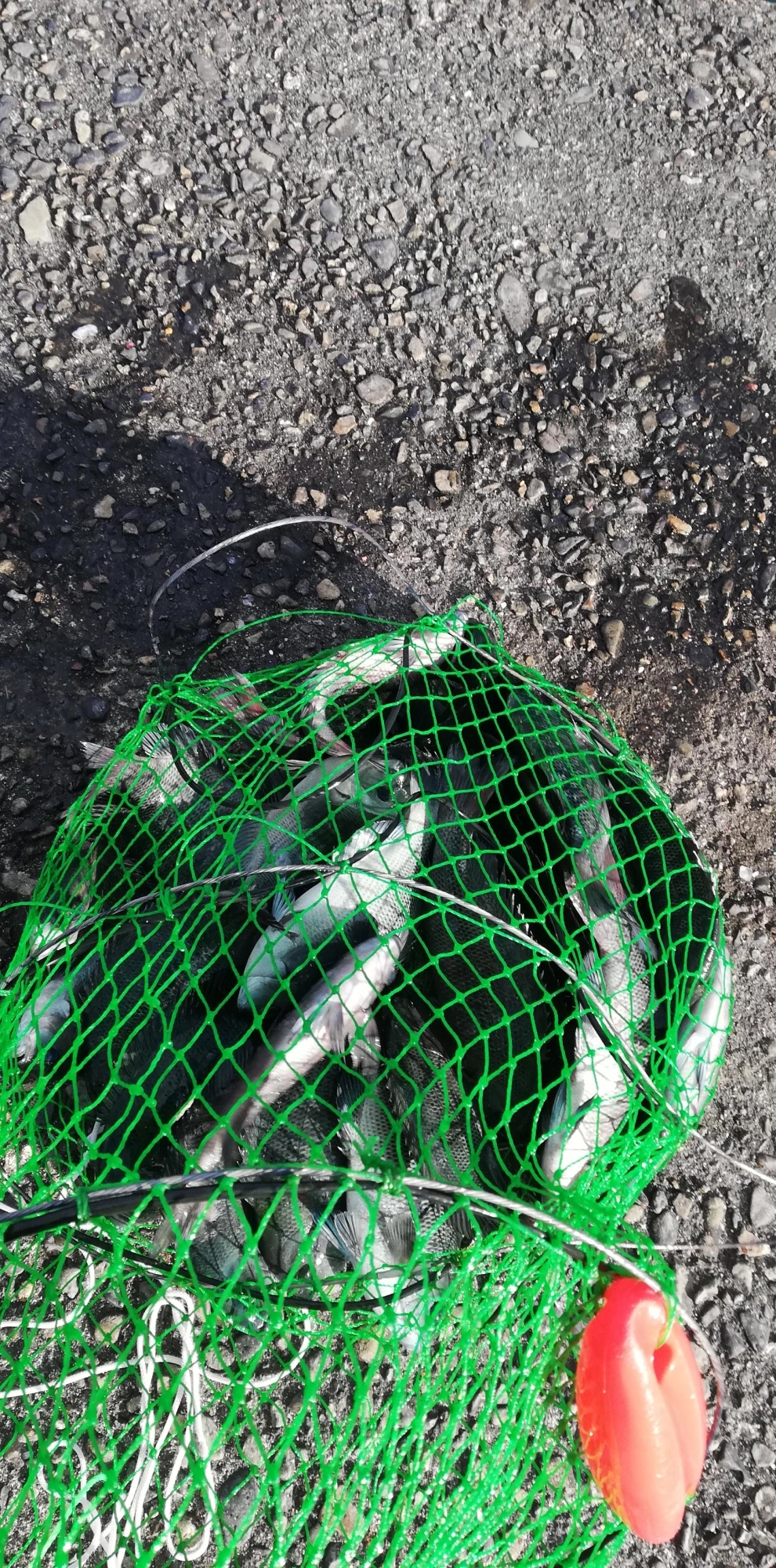 釣れすぎてスカリが壊れました(笑)