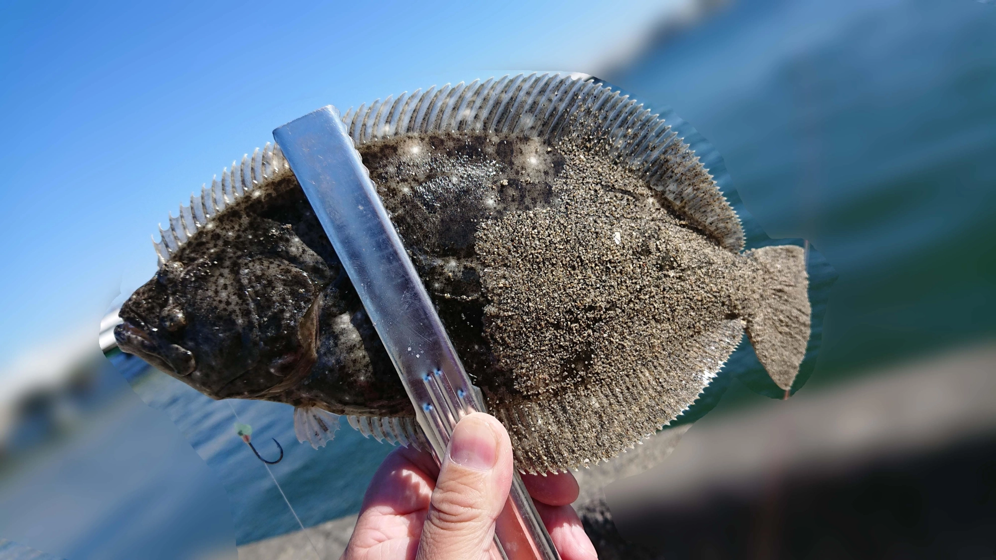 ヒラメ初めて釣りました。初魚種はきもちいい～